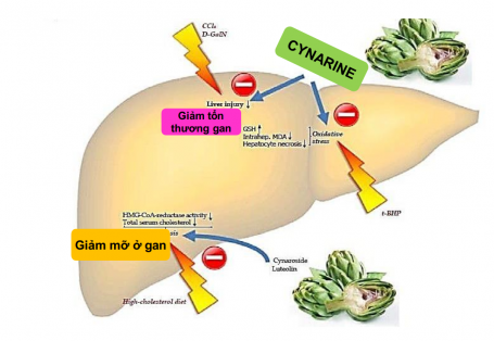 CƠ CHẾ CỦA GARPIL - GIẢI PHÁP VÀNG TỐI ƯU HIỆU QUẢ CHĂN NUÔI GÀ THỊT